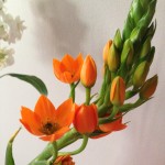 orange flowers